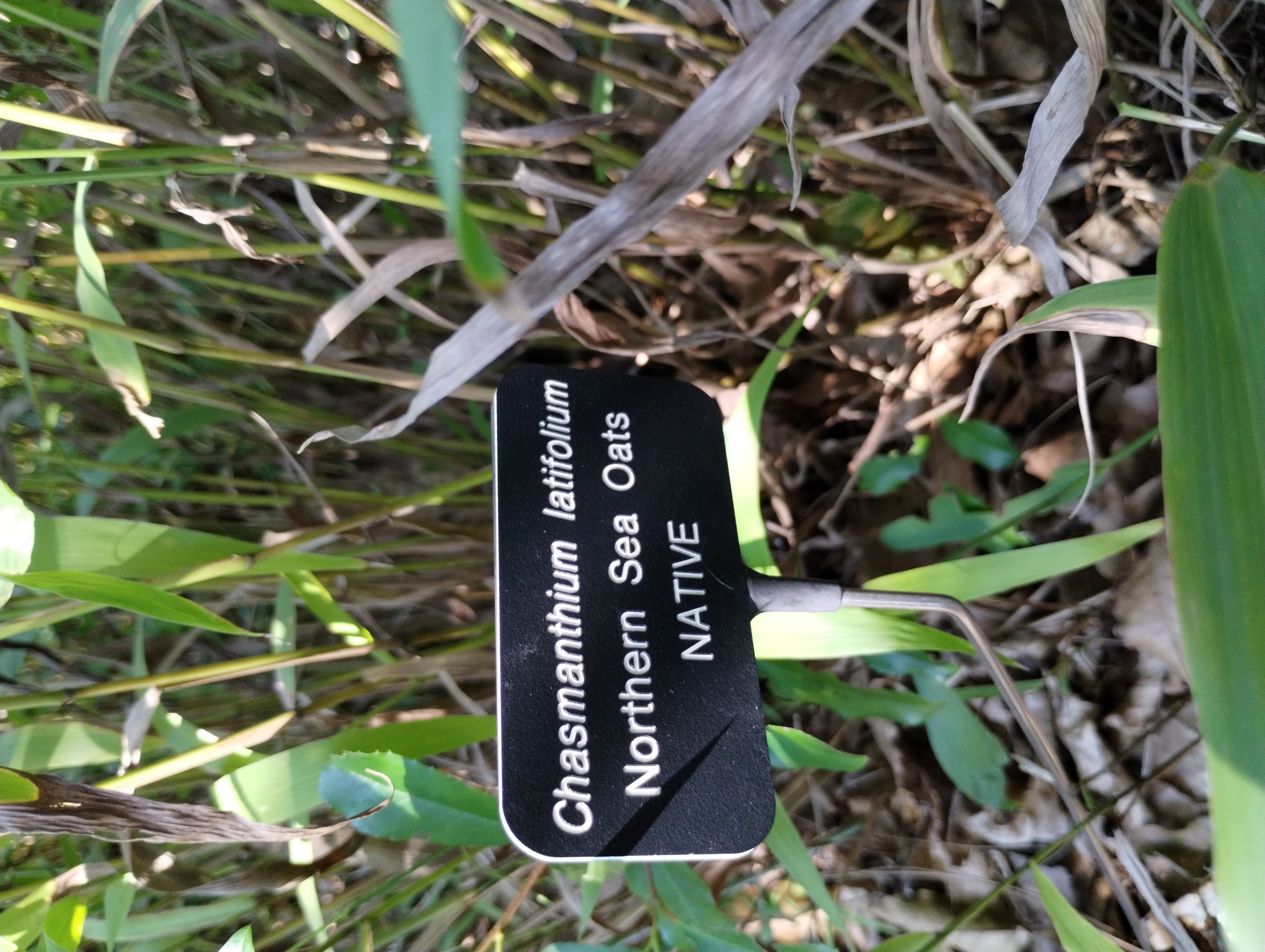 Chasmanthium latifolium